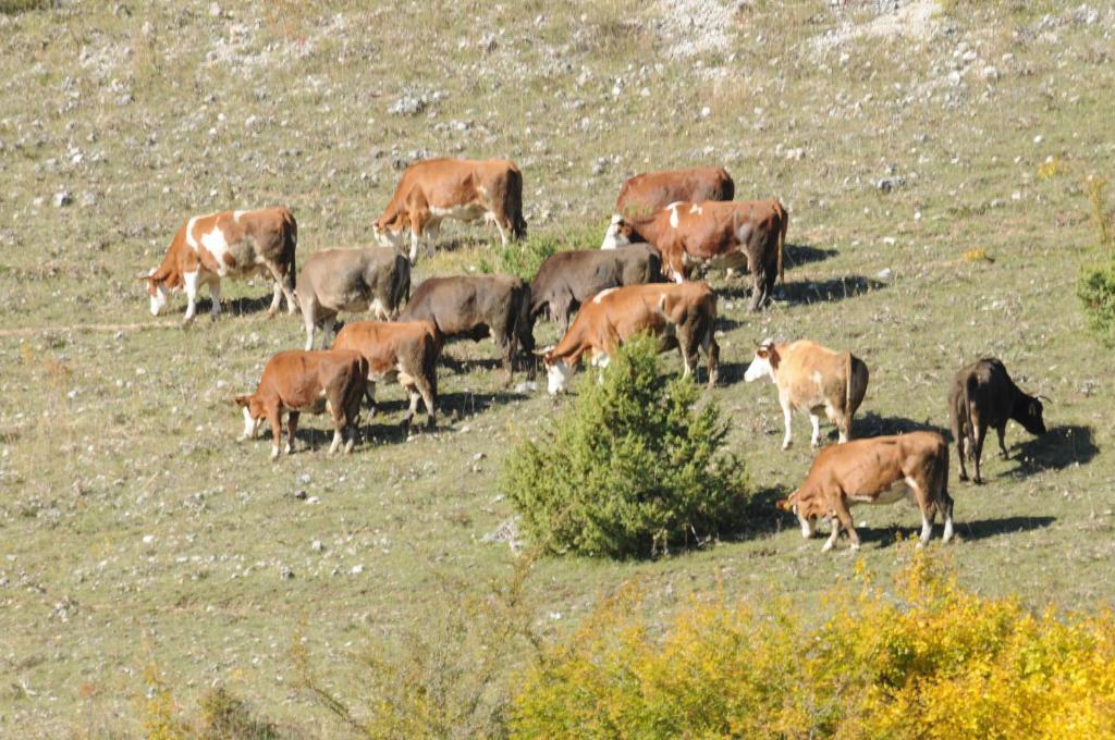 Bio Agriturismo Valle Scannese Villa Scanno Eksteriør bilde